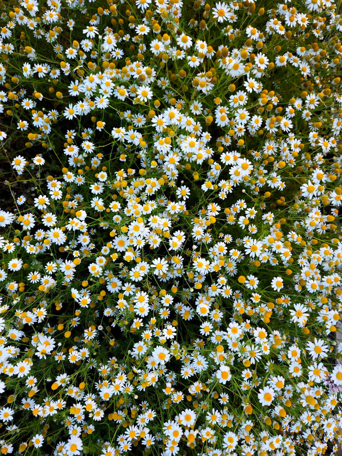 The German Blue Chamomile Pure Essential Oil