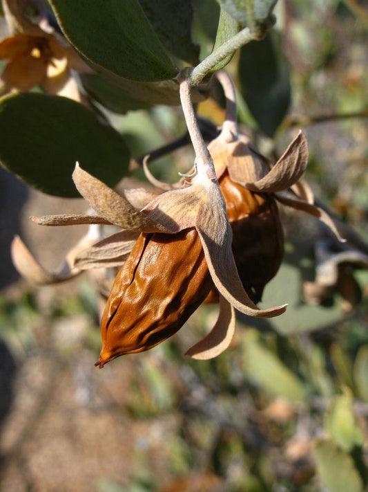The Jojoba Oil
