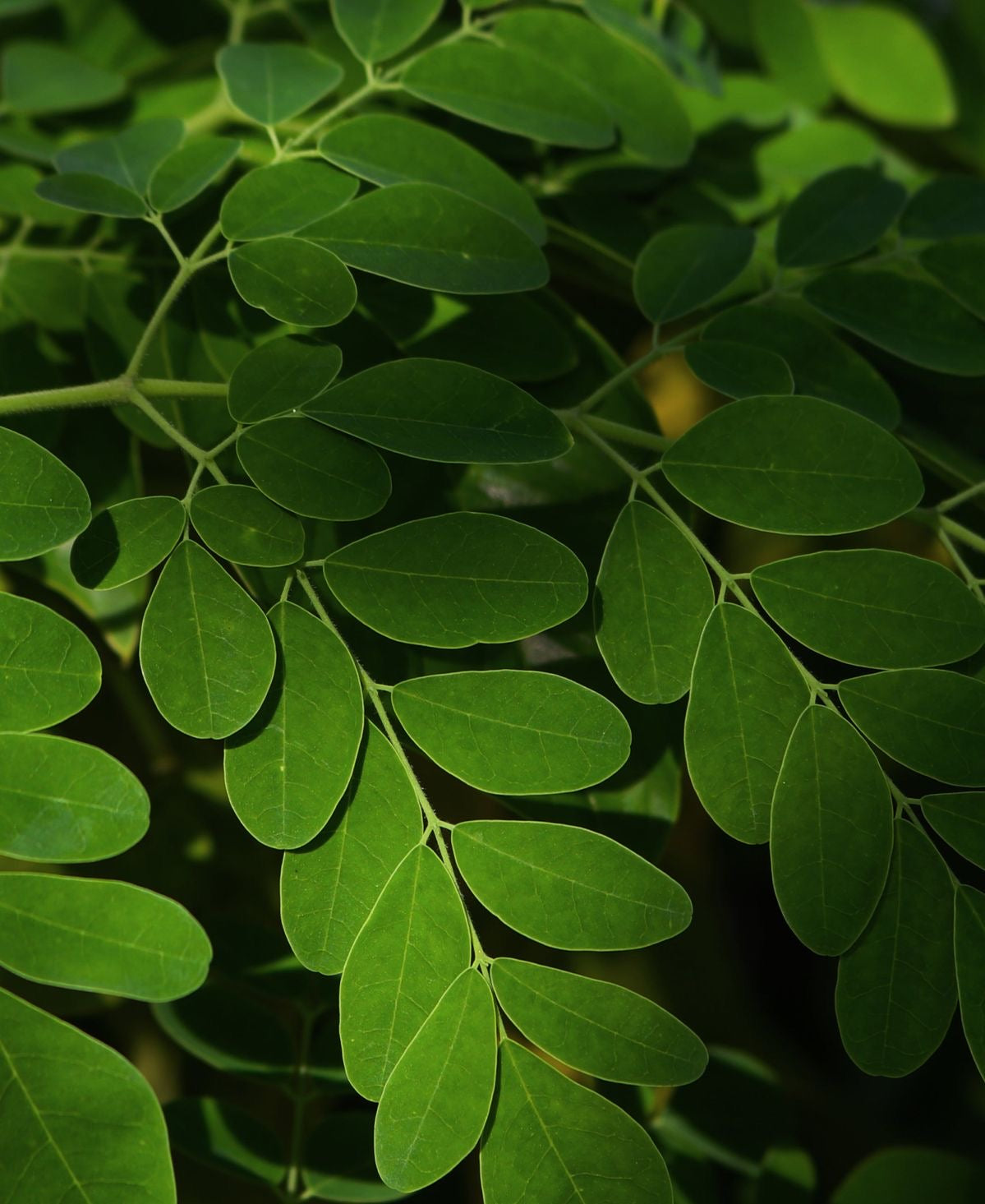 The Moringa Powder